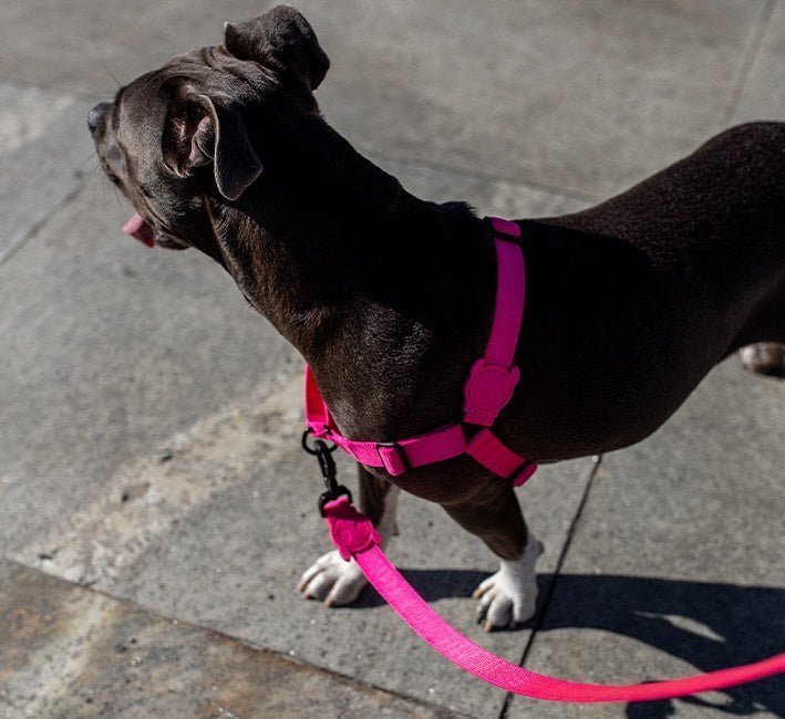 Pink LED | Adjustable Air Mesh Harness - Image 12